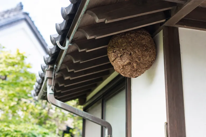 住宅の軒下に作られたスズメバチの巣